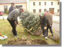 Výsadba nového vánočního stromu - březen 2015
