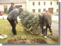 Výsadba nového vánočního stromu - březen 2015