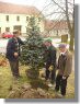 Výsadba nového vánočního stromu - březen 2015