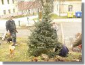 Výsadba nového vánočního stromu - březen 2015