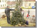 Výsadba nového vánočního stromu - březen 2015